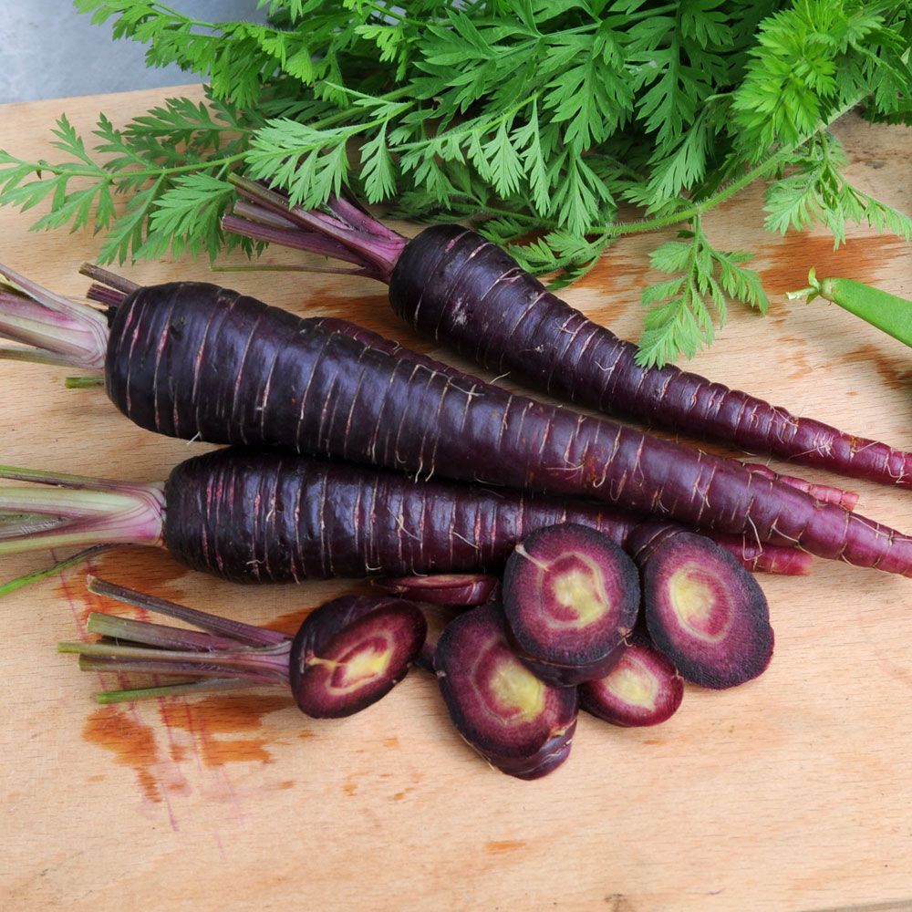 Möhre 'Deep Purple' in der Gruppe Samen / Gemüse bei Impecta Fröhandel (9374)