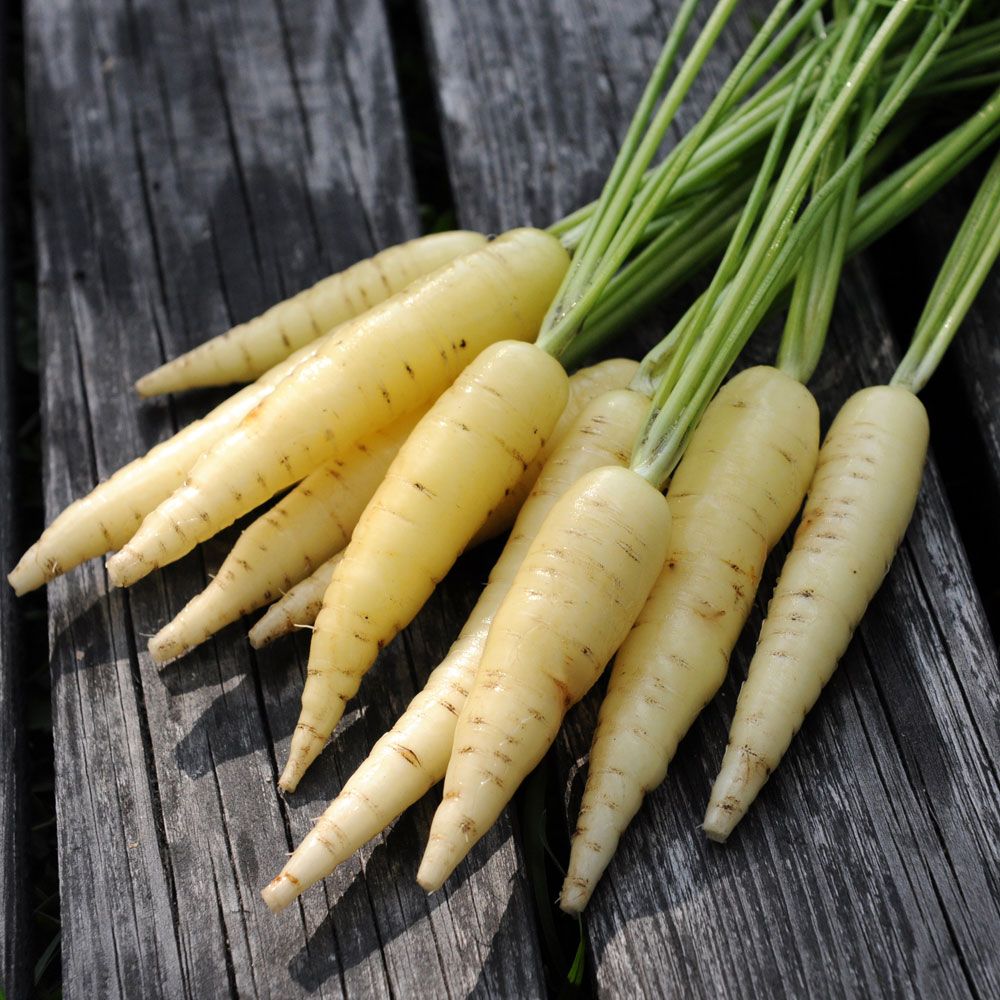 Möhre 'White Satin' in der Gruppe Samen / Gemüse bei Impecta Fröhandel (93991)