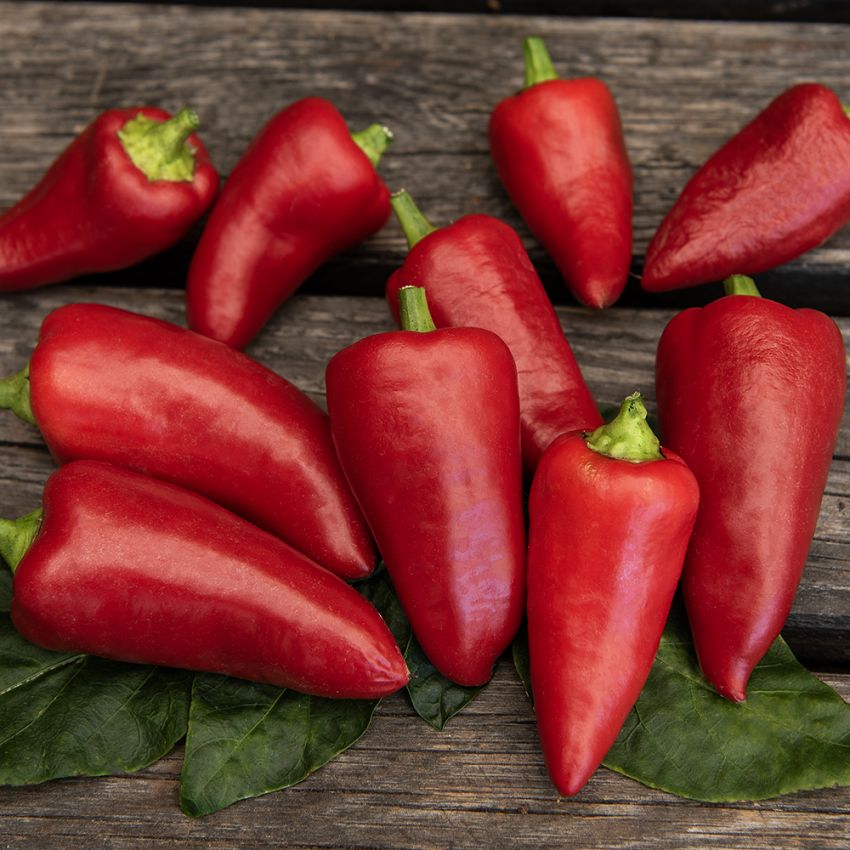Paprika 'Roter Augsburger' in der Gruppe Samen / Gemüse bei Impecta Fröhandel (94101)