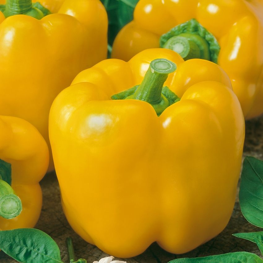 Paprika 'Yellow California Wonder' in der Gruppe Samen / Gemüse bei Impecta Fröhandel (9415)