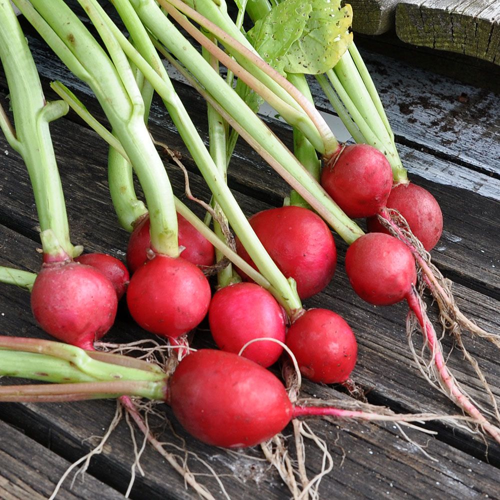 Radieschen 'Rapid Red 2' in der Gruppe Samen / Gemüse bei Impecta Fröhandel (9470)