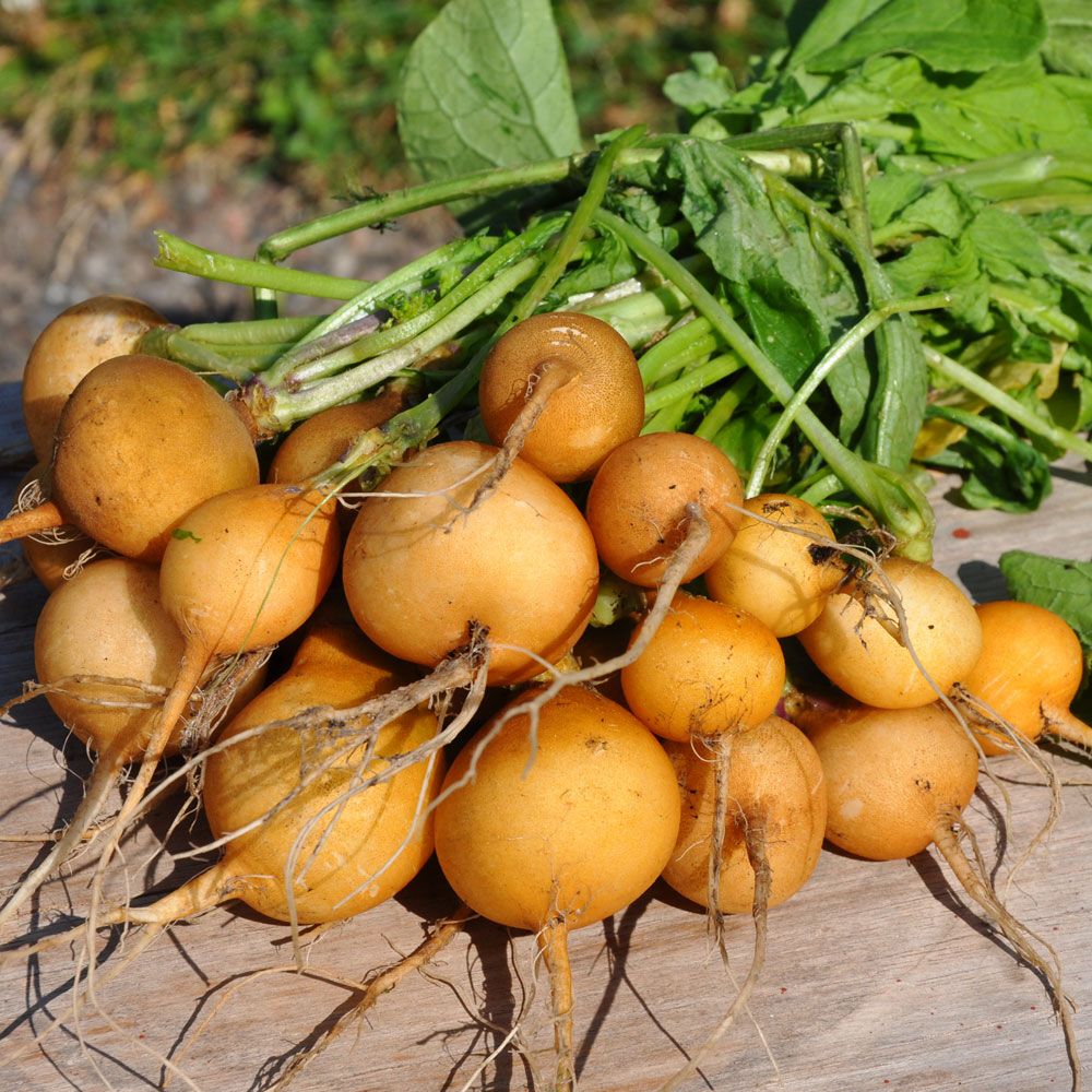 Radieschen 'Zlata' in der Gruppe Samen / Gemüse bei Impecta Fröhandel (9474)