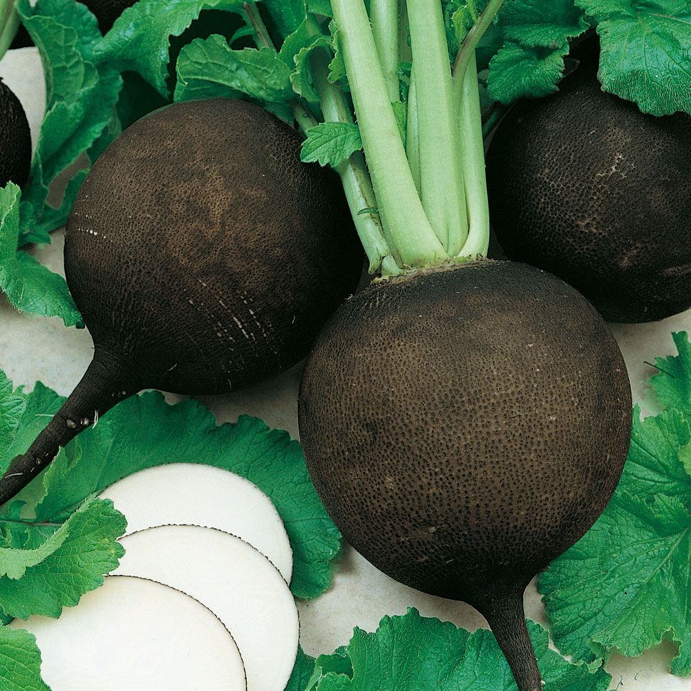 Winterrettich 'Black Spanish Round' in der Gruppe Samen / Gemüse bei Impecta Fröhandel (9490)