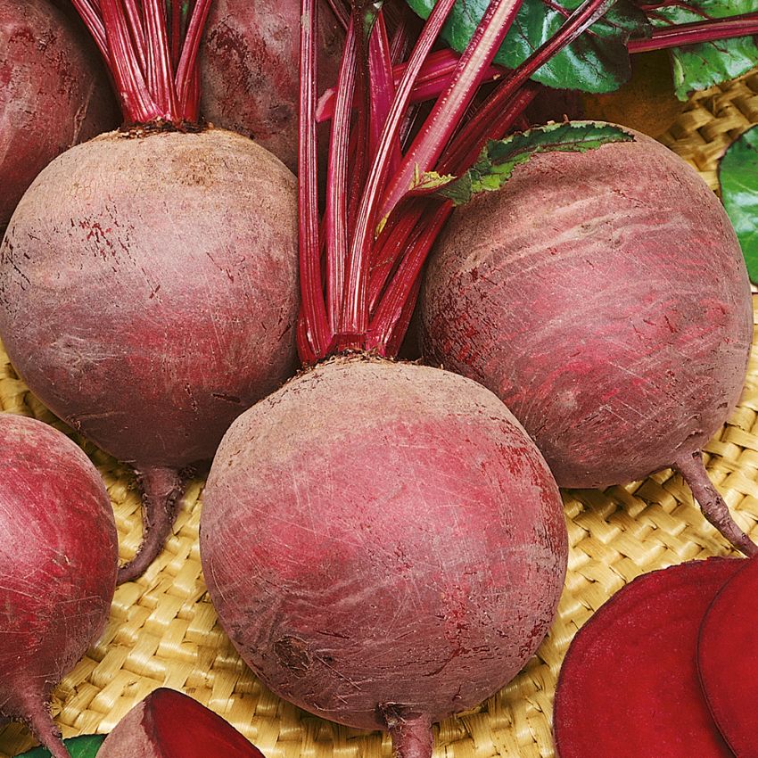 Rote Bete F1 'Moneta' in der Gruppe Samen / Gemüse bei Impecta Fröhandel (9511)