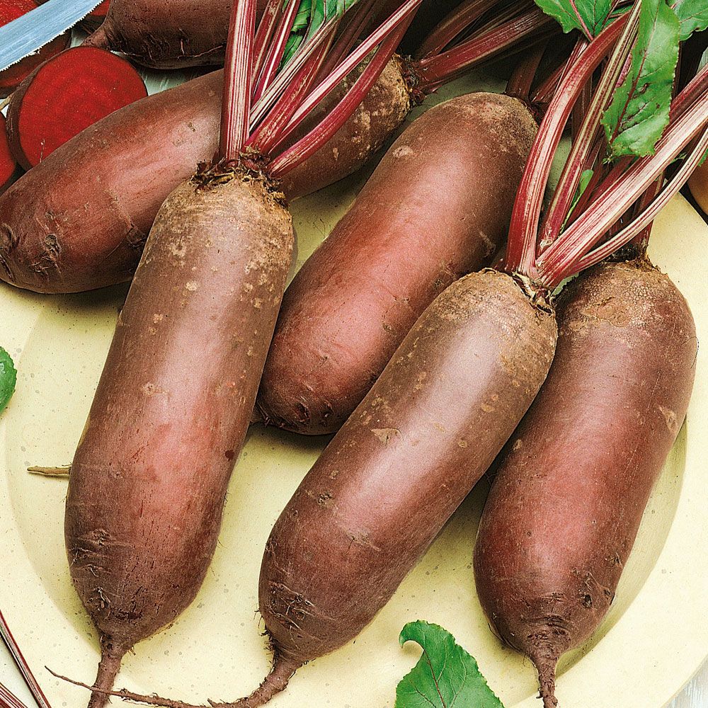 Rote Bete 'Forono' in der Gruppe Samen / Gemüse bei Impecta Fröhandel (9515)