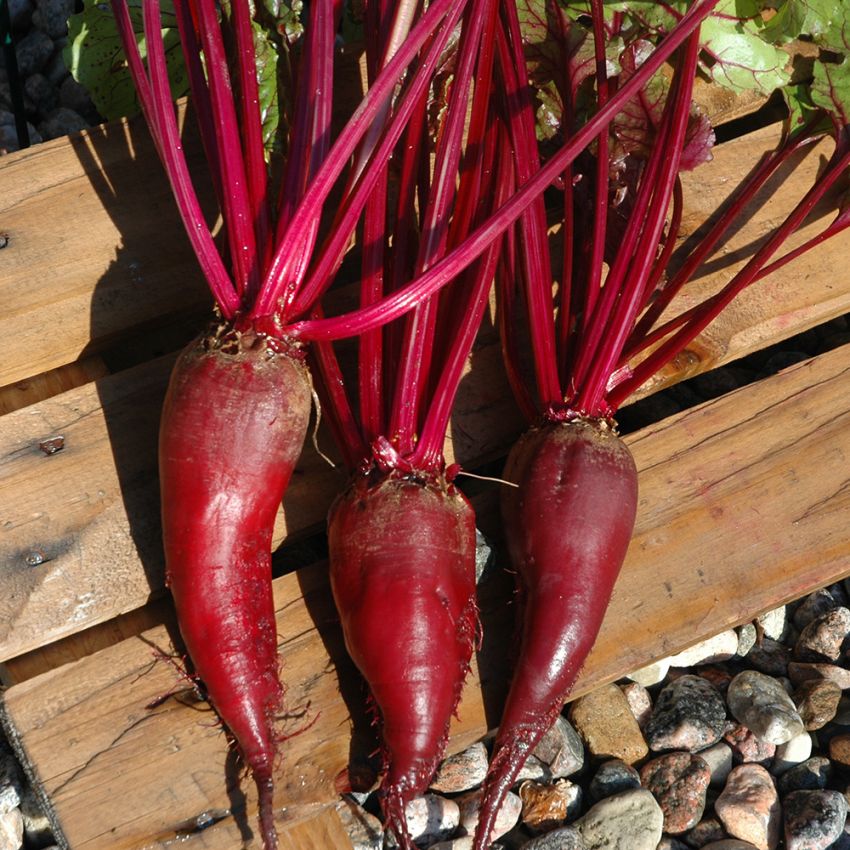 Rote Bete 'Monorubra' in der Gruppe Samen / Gemüse bei Impecta Fröhandel (9518)