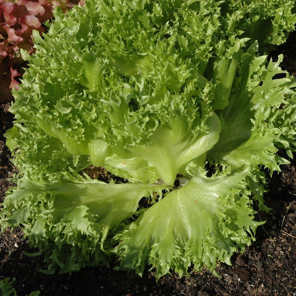 Eisbergsalat 'Frillice' in der Gruppe Samen / Gemüse bei Impecta Fröhandel (9547)