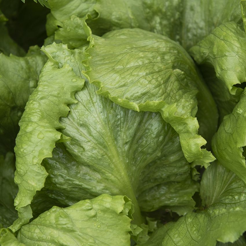 Eisbergsalat 'Saladin' in der Gruppe Samen / Gemüse bei Impecta Fröhandel (95501)