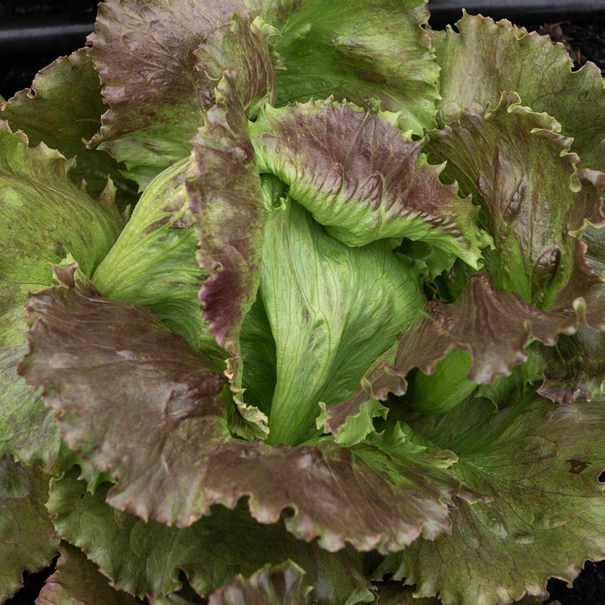 Eisbergsalat 'Derel' in der Gruppe Samen / Gemüse bei Impecta Fröhandel (95511)