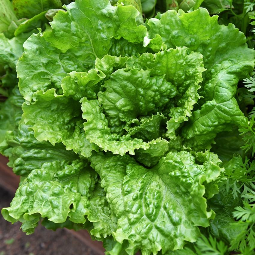 Kopfsalat 'Herkules' in der Gruppe Samen / Gemüse bei Impecta Fröhandel (95551)