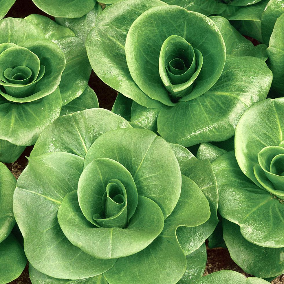 Rosettenzichorie 'Grumola Verde' in der Gruppe Samen / Gemüse bei Impecta Fröhandel (9556)