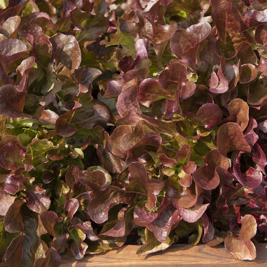 Pflücksalat 'Rubinette' in der Gruppe Samen / Gemüse bei Impecta Fröhandel (95687)