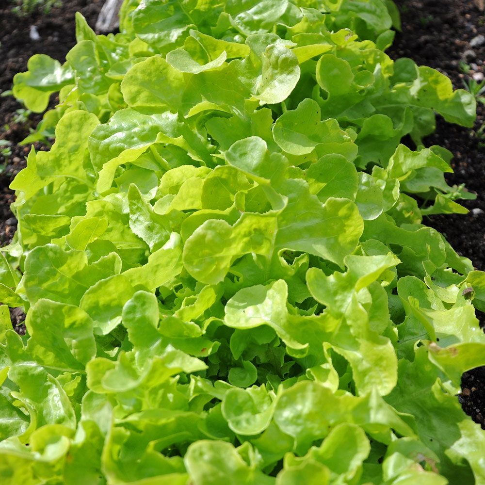 Pflücksalat 'Salad Bowl' in der Gruppe Samen / Gemüse bei Impecta Fröhandel (9570)