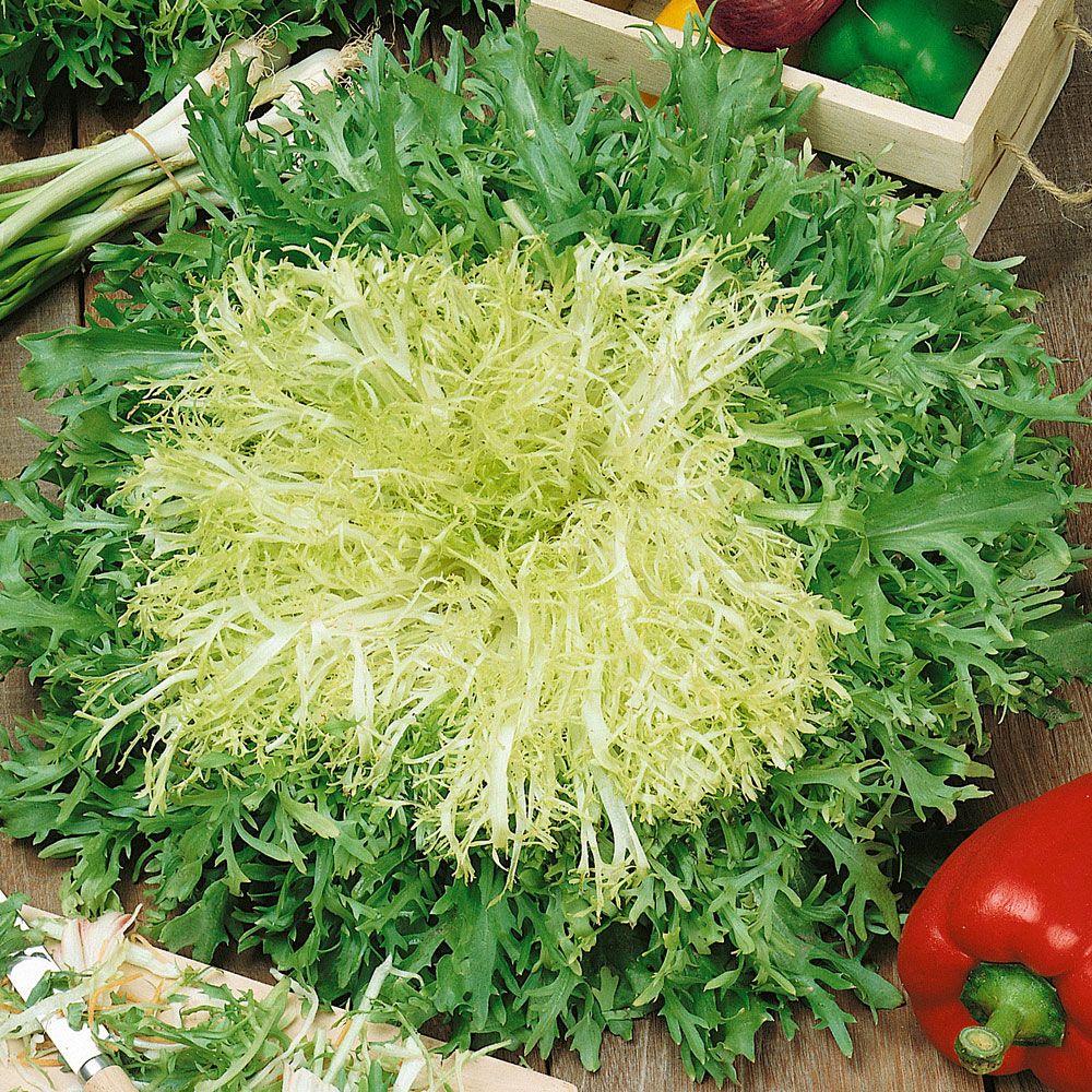 Endiviensalat 'Riccia d'Olivet' in der Gruppe Samen / Gemüse bei Impecta Fröhandel (9573)