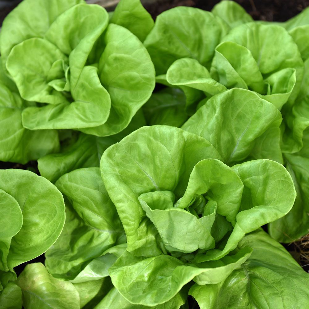 Kopfsalat 'Gustav's Salad' in der Gruppe Samen / Gemüse bei Impecta Fröhandel (95772)