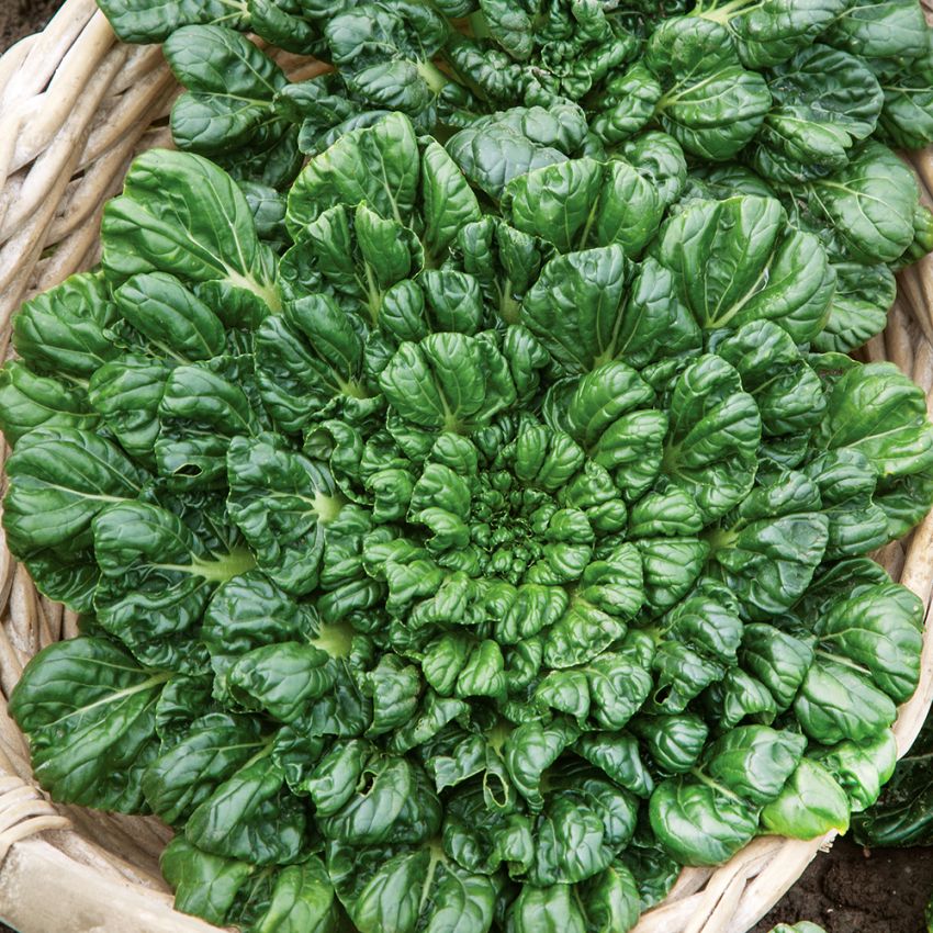 Tatsoi in der Gruppe Samen / Gemüse bei Impecta Fröhandel (9581)