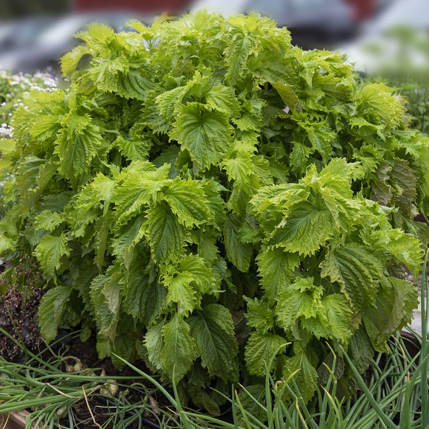 Grüner Shiso ‘Green Ruffled‘ in der Gruppe Samen / Kräuterpflanzen bei Impecta Fröhandel (95852)
