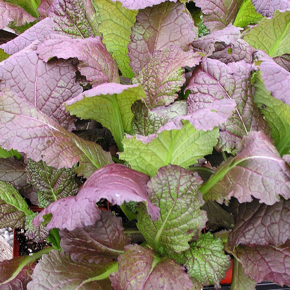 Salatsenf 'Osaka Purple' in der Gruppe Samen / Gemüse bei Impecta Fröhandel (9586)