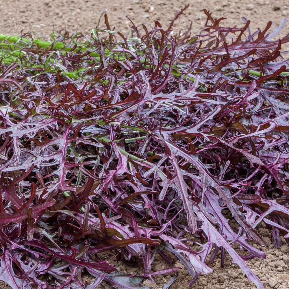 Salatsenf 'Moutarde Rouge Metis' in der Gruppe Samen / Gemüse bei Impecta Fröhandel (95863)