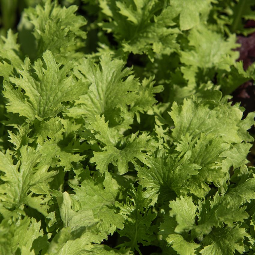 Salatsenf 'Wasabino' in der Gruppe Samen / Gemüse bei Impecta Fröhandel (95864)