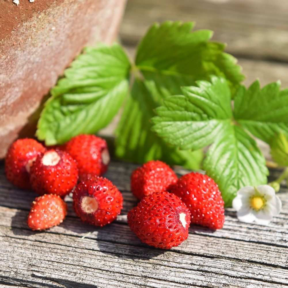 Monats-Erdbeere ’Mignonette’ in der Gruppe Samen / Gemüse bei Impecta Fröhandel (95911)