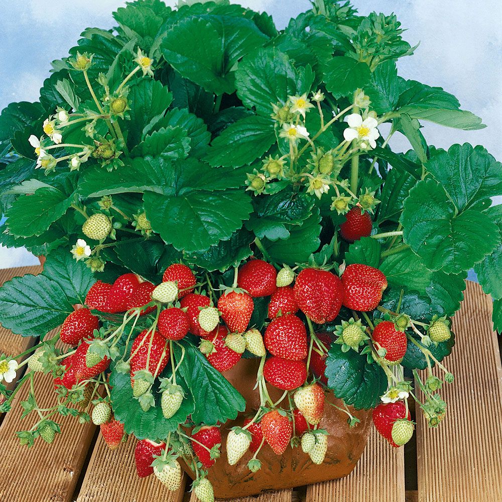 Erdbeere 'Temptation' in der Gruppe Samen / Gemüse bei Impecta Fröhandel (9596)