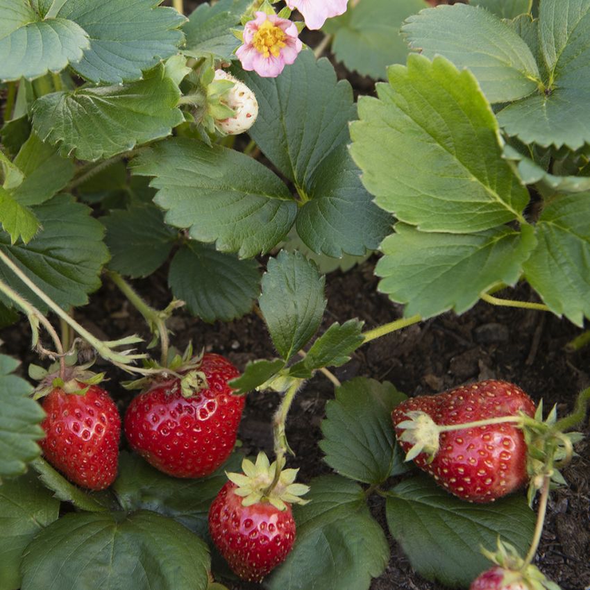 Erdbeere 'Merlan' in der Gruppe Samen / Gemüse bei Impecta Fröhandel (95965)