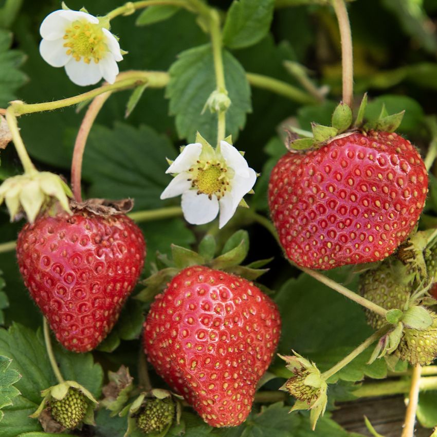 Erdbeere 'Loran' in der Gruppe Samen / Gemüse bei Impecta Fröhandel (95966)