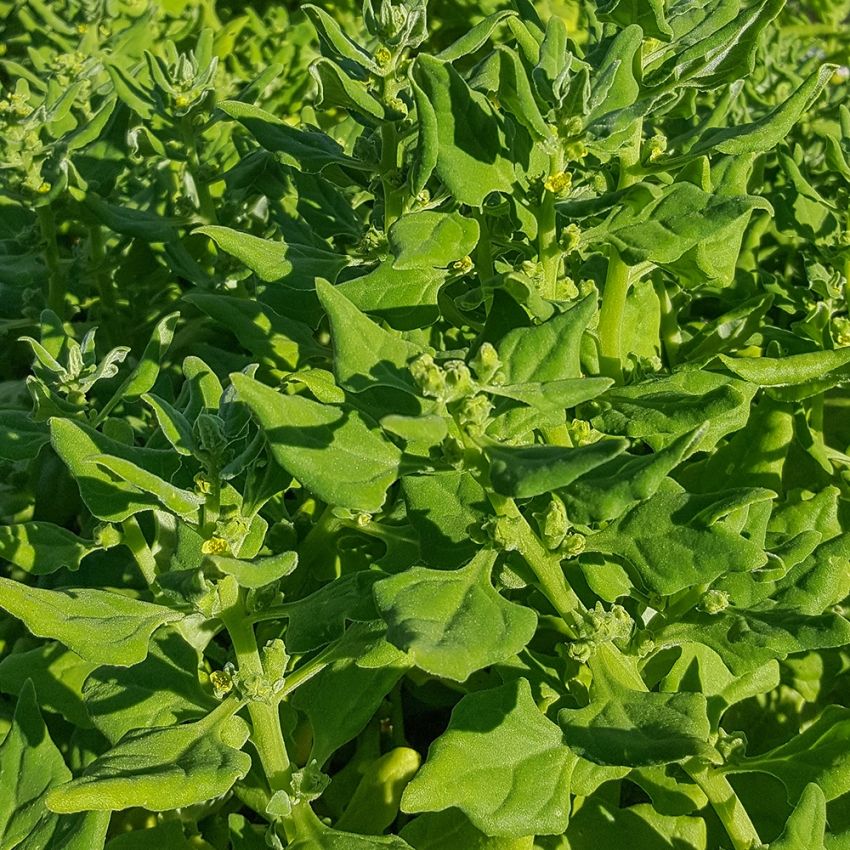 Neuseeländer Spinat in der Gruppe Samen / Gemüse bei Impecta Fröhandel (9630)