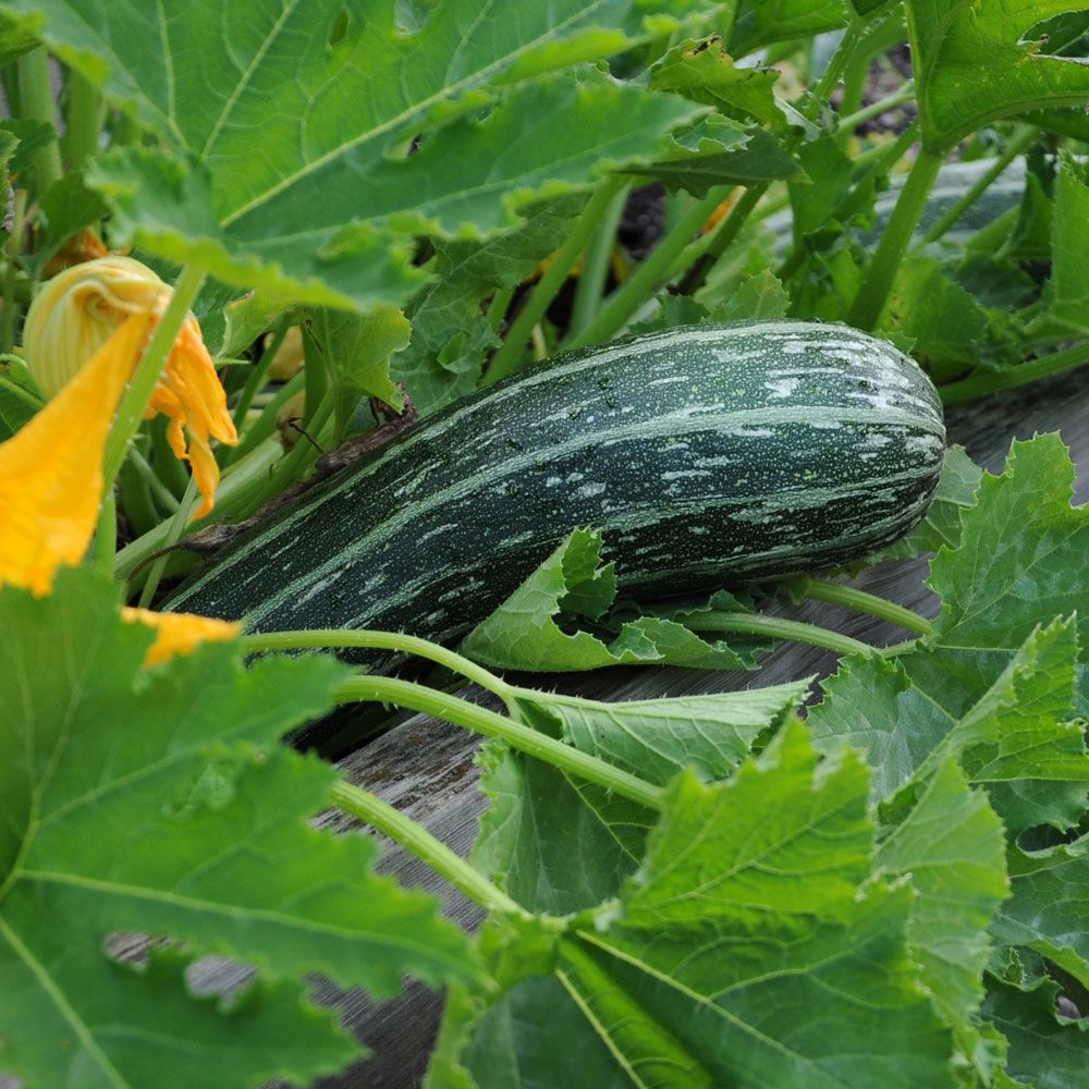 Zucchini 'Tapir' in der Gruppe Samen / Gemüse bei Impecta Fröhandel (9646)