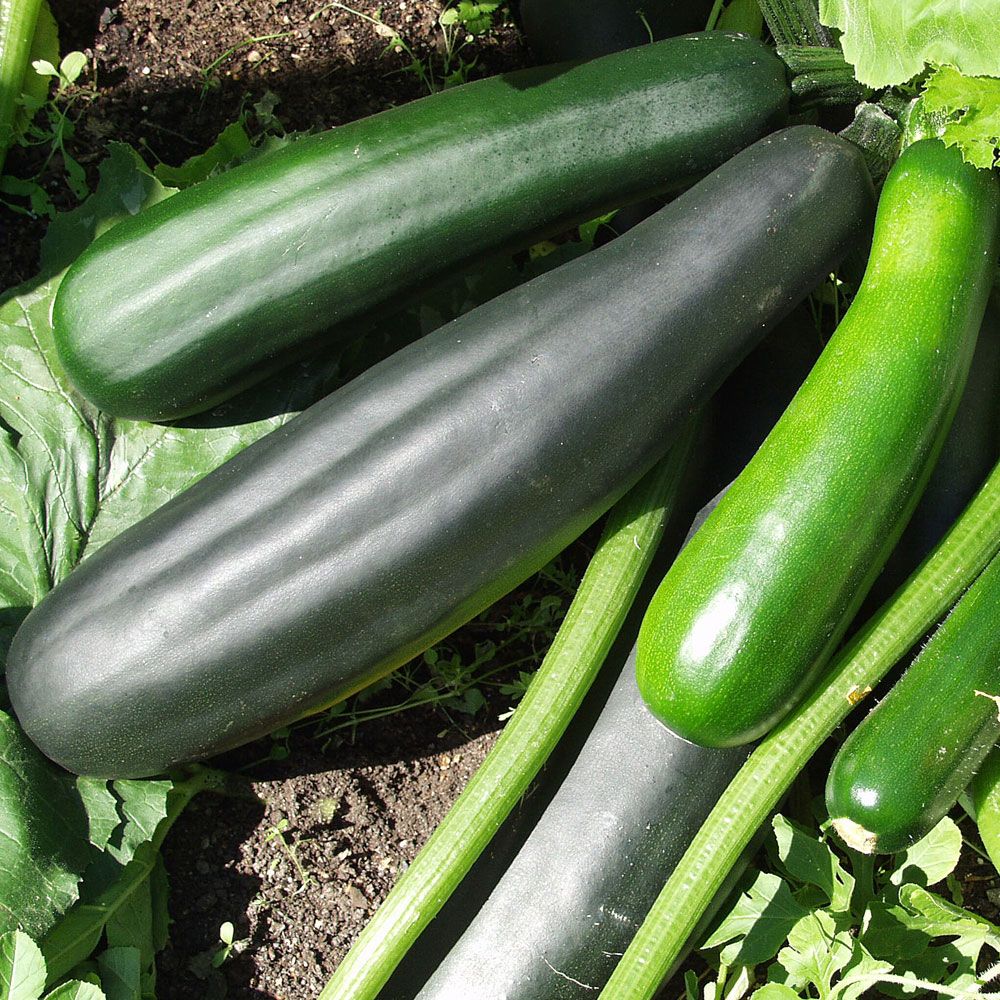 Zucchini 'Black Beauty' in der Gruppe Samen / Gemüse bei Impecta Fröhandel (9651)