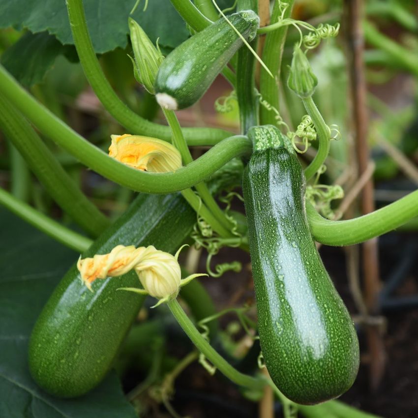 Zucchini 'Black Forest' in der Gruppe Samen / Gemüse bei Impecta Fröhandel (96511)