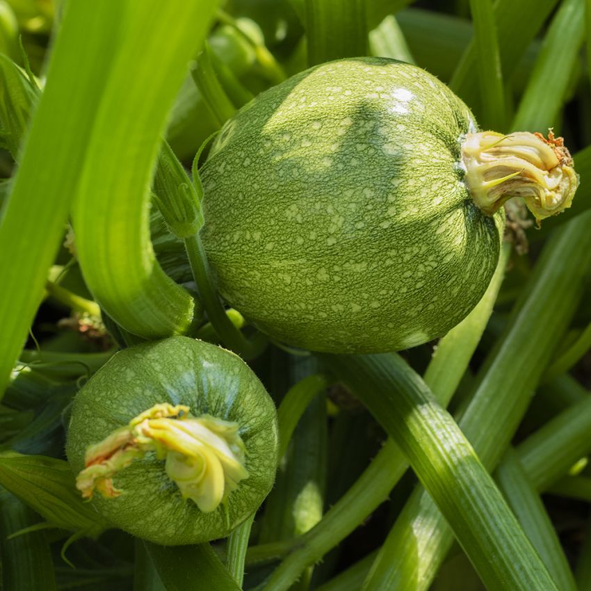 Zucchini 'Round Beauty' in der Gruppe Samen / Gemüse bei Impecta Fröhandel (9653)