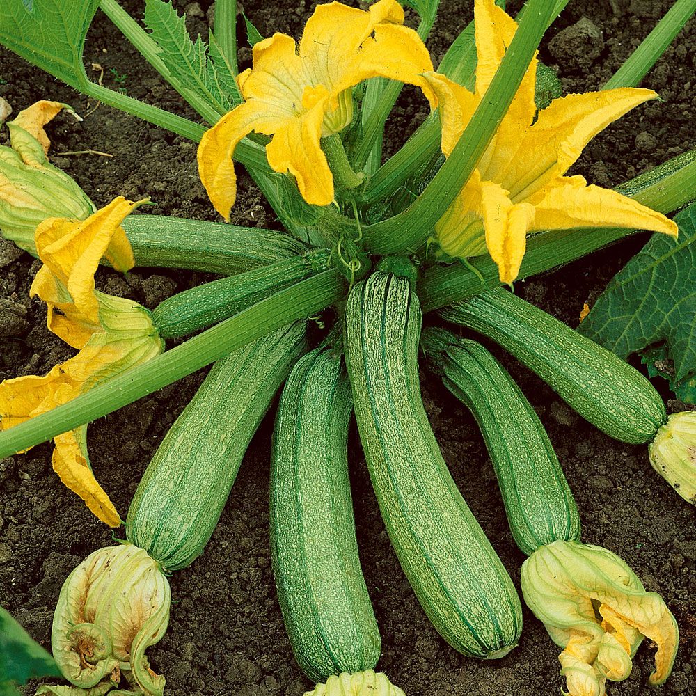 Zucchini 'Genovese' in der Gruppe Samen / Gemüse bei Impecta Fröhandel (9654)