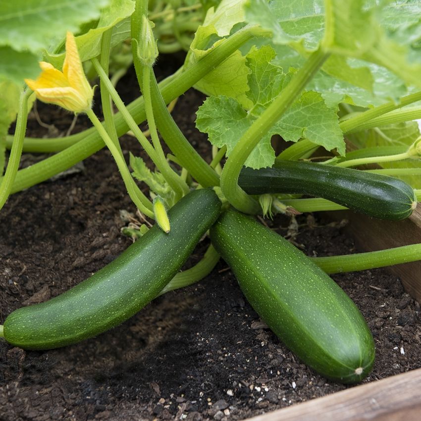 Zucchini 'Dunja' in der Gruppe Samen / Gemüse bei Impecta Fröhandel (96545)