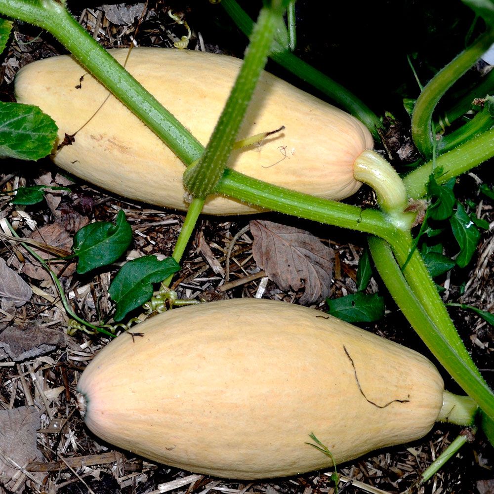 Kürbis 'Pink Banana Jumbo' in der Gruppe Samen / Gemüse bei Impecta Fröhandel (9662)
