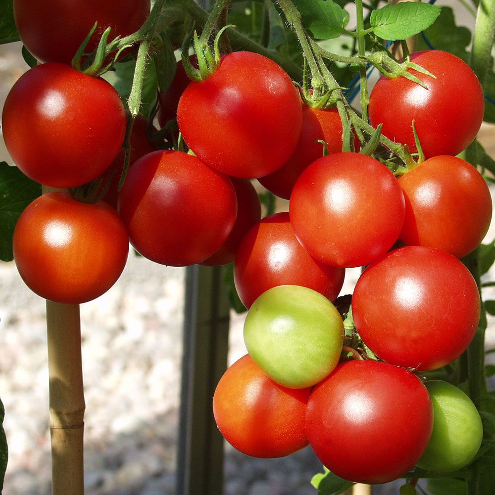Tomate F1 'Gemini' in der Gruppe Samen / Gemüse bei Impecta Fröhandel (9675)