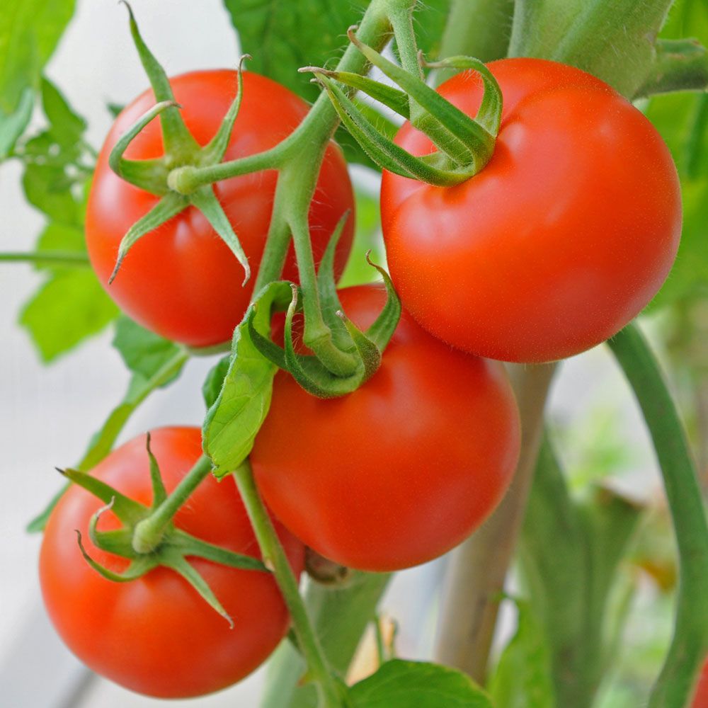 Tomate F1 'Paola' in der Gruppe Samen / Gemüse bei Impecta Fröhandel (96751)