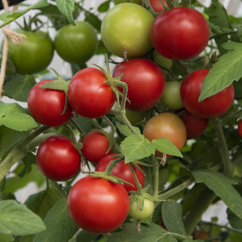 Tomate F1 'Bauna' in der Gruppe Samen / Gemüse bei Impecta Fröhandel (96752)