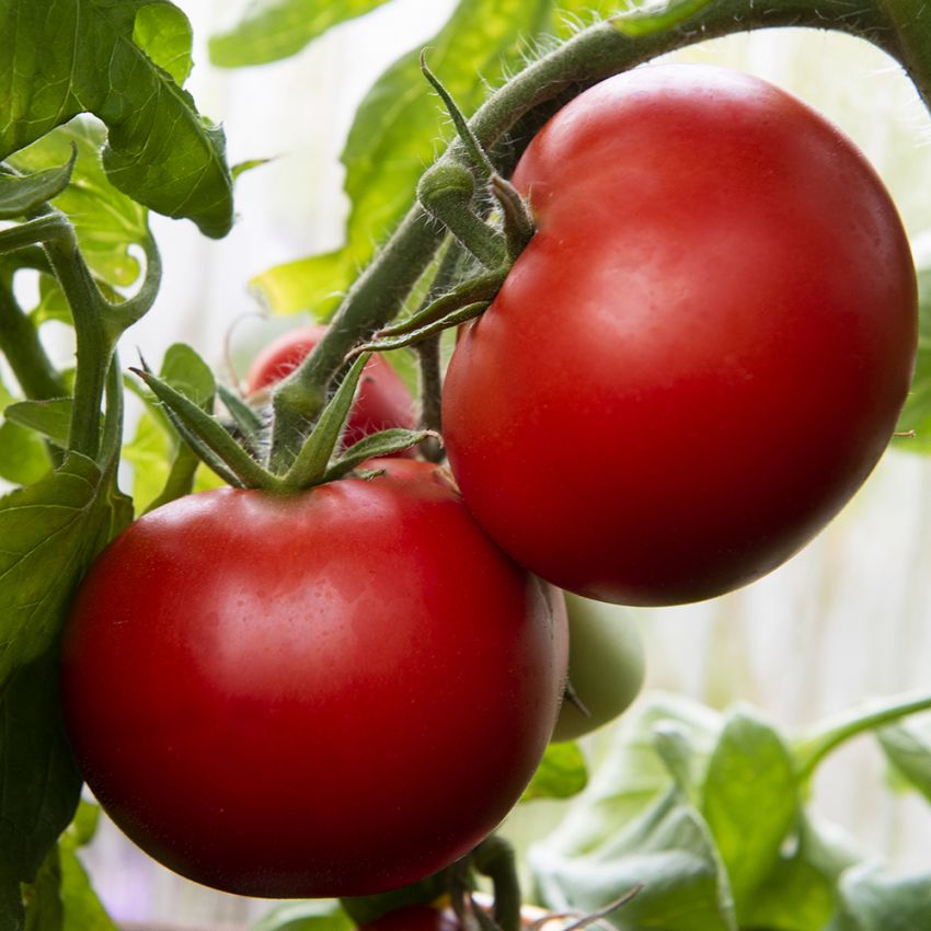 Tomate F1 'Cindel' in der Gruppe Samen / Gemüse bei Impecta Fröhandel (96753)