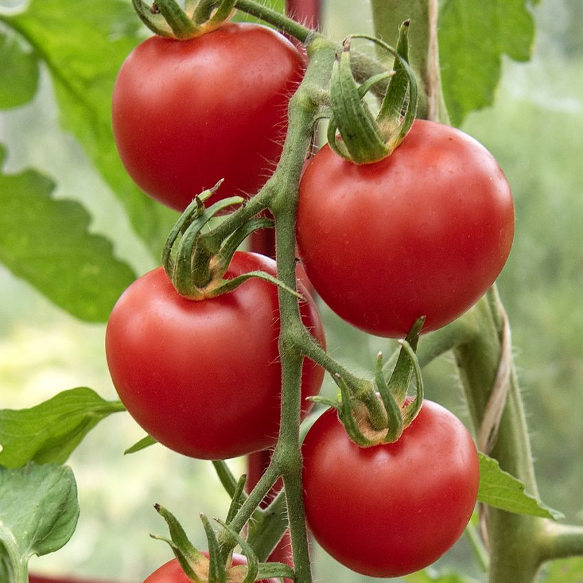 Tomate F1 'Harzfeuer' in der Gruppe Samen / Gemüse bei Impecta Fröhandel (96754)