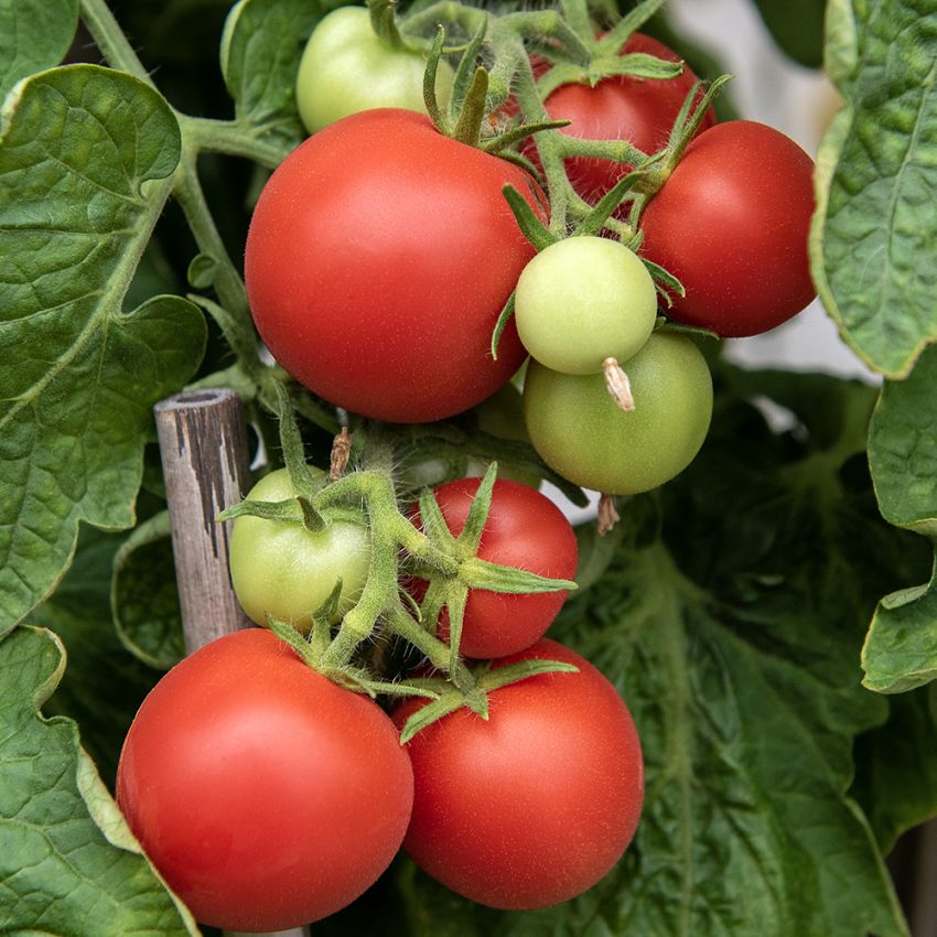 Tomate 'Maja' in der Gruppe Samen / Gemüse bei Impecta Fröhandel (96755)