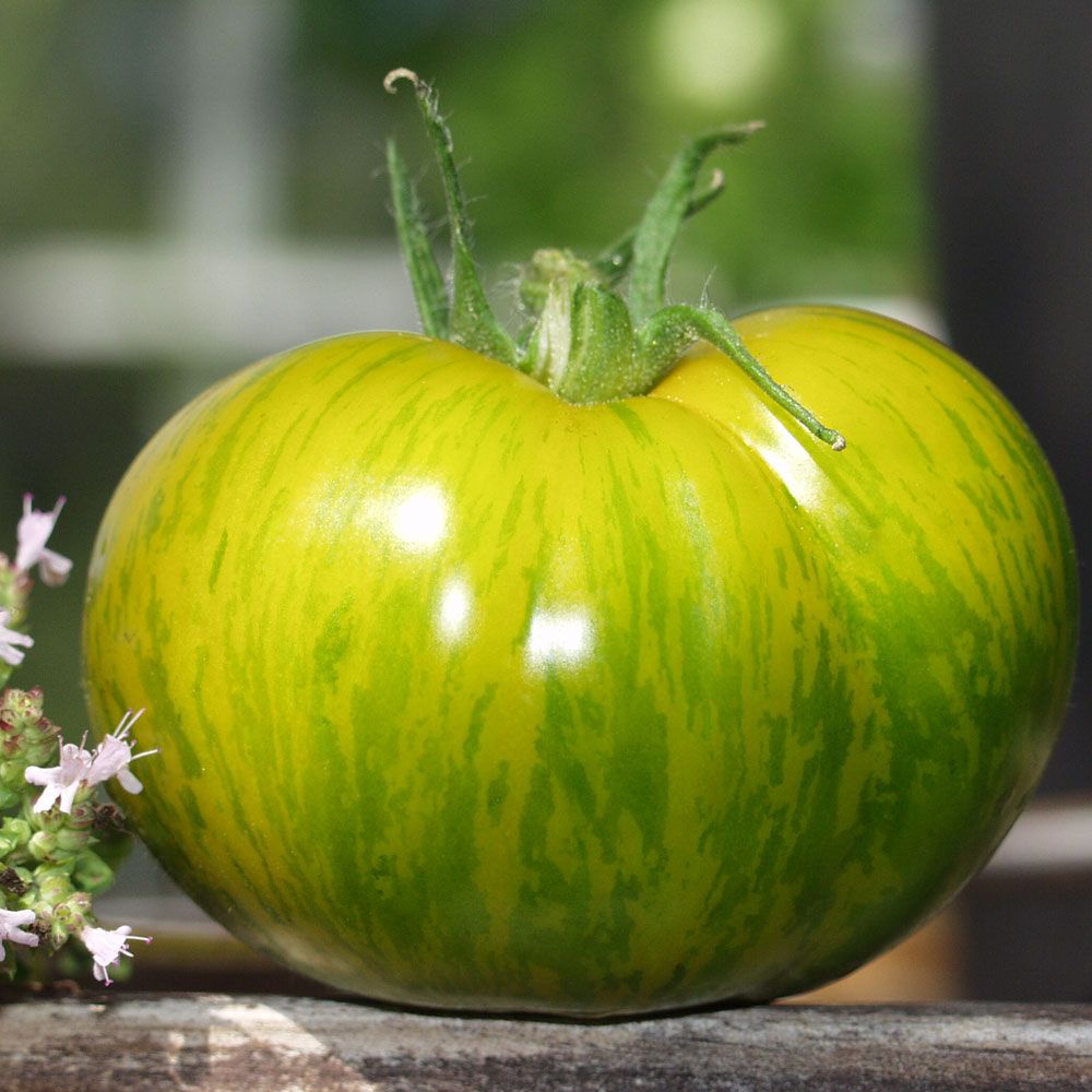 Tomate 'Green Zebra' in der Gruppe Samen / Gemüse bei Impecta Fröhandel (9689)