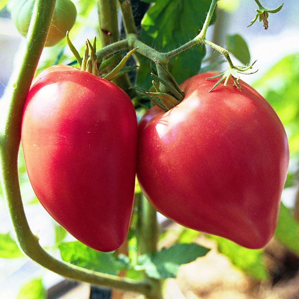 Ochsenherztomate 'Cuor di bue' in der Gruppe Samen / Gemüse bei Impecta Fröhandel (9692)