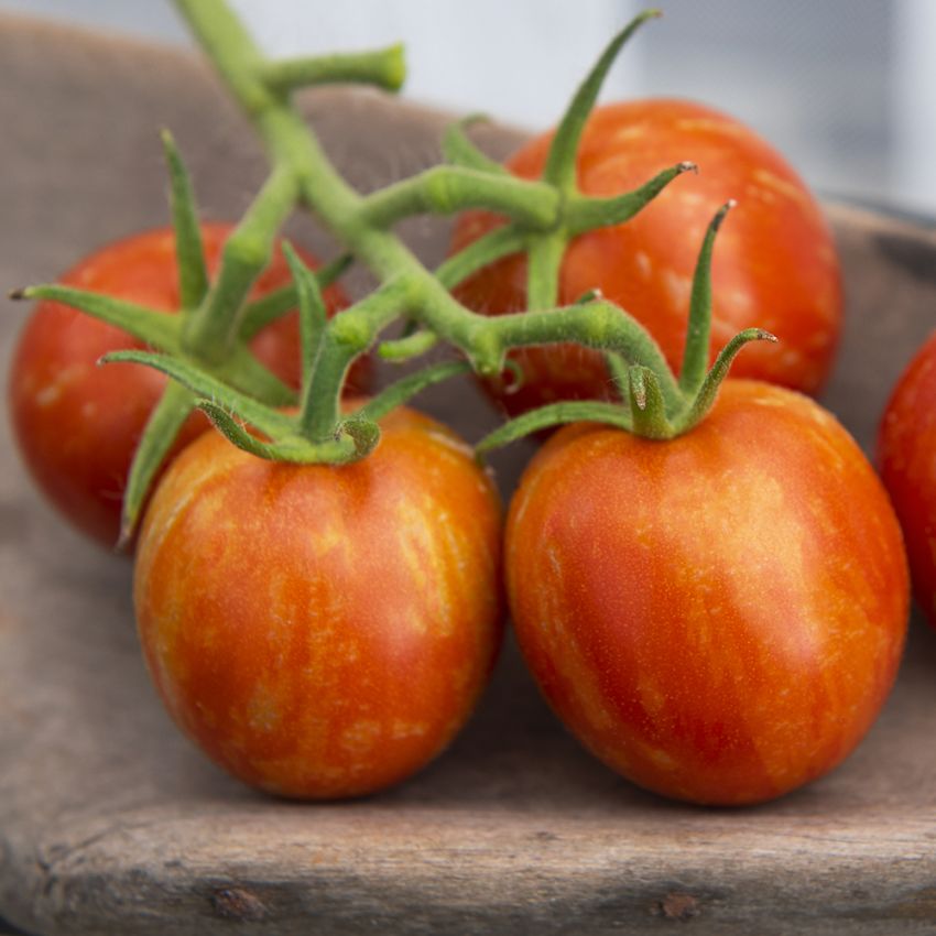 Tomate 'Tigerella' in der Gruppe Samen / Gemüse bei Impecta Fröhandel (9693)