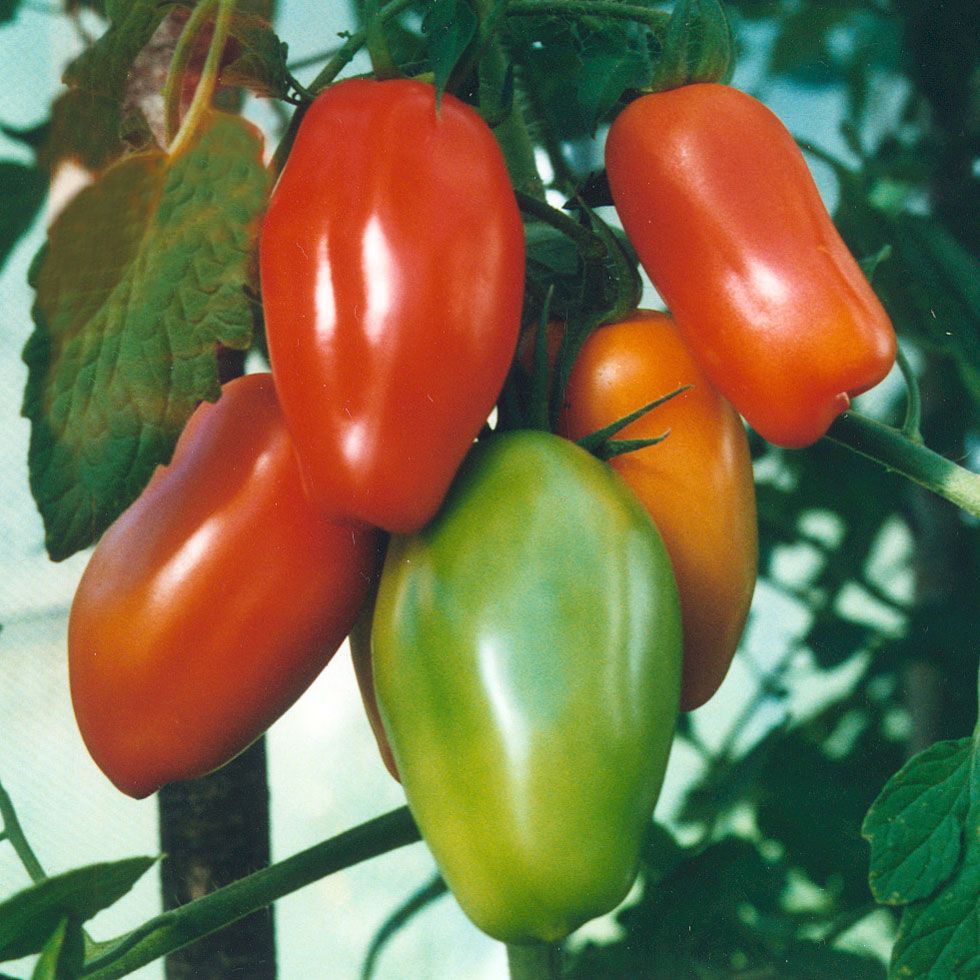 Flaschentomate 'Supermarzano' in der Gruppe Samen / Gemüse bei Impecta Fröhandel (9695)