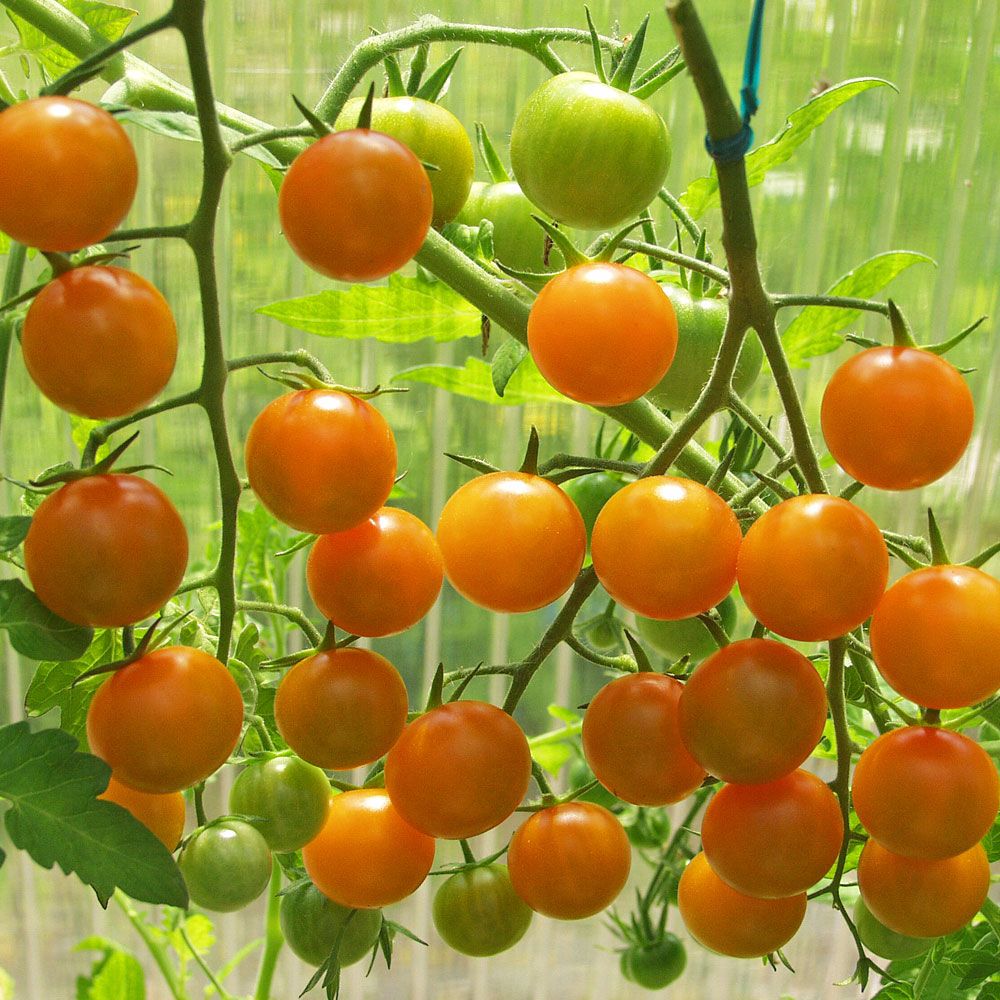 Kirschtomate F1 'Sungold' in der Gruppe Samen / Gemüse bei Impecta Fröhandel (9696)
