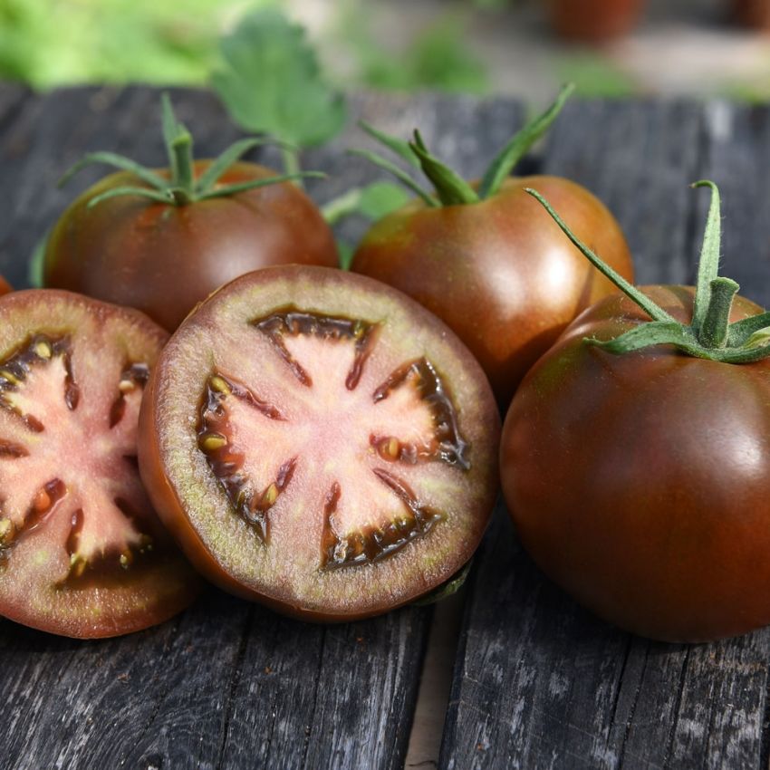 Tomate F1 'Kakao' in der Gruppe Samen / Gemüse bei Impecta Fröhandel (96982)
