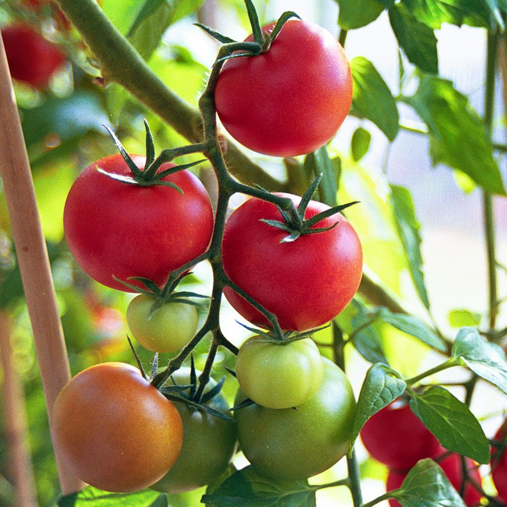 Tomate 'Shirley' in der Gruppe Samen / Gemüse bei Impecta Fröhandel (9700)