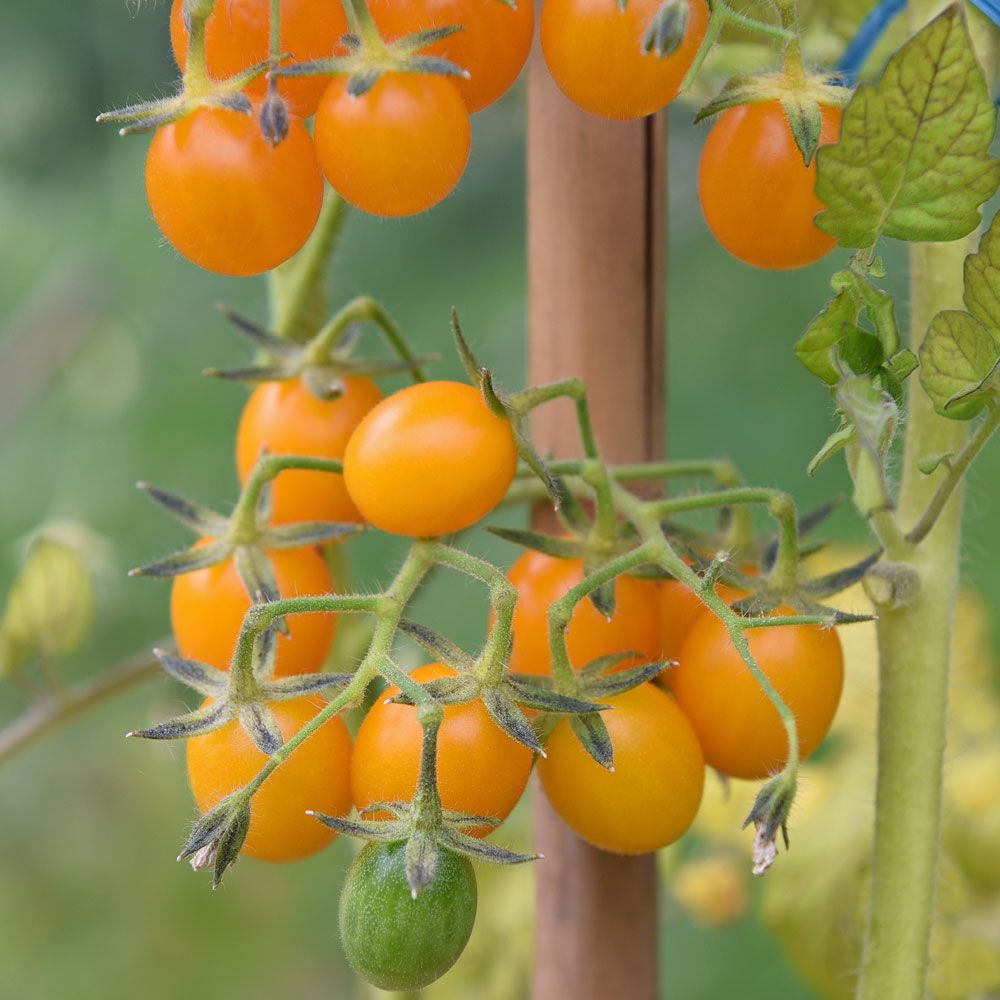 Galapagos-Tomate in der Gruppe Samen / Gemüse bei Impecta Fröhandel (97035)